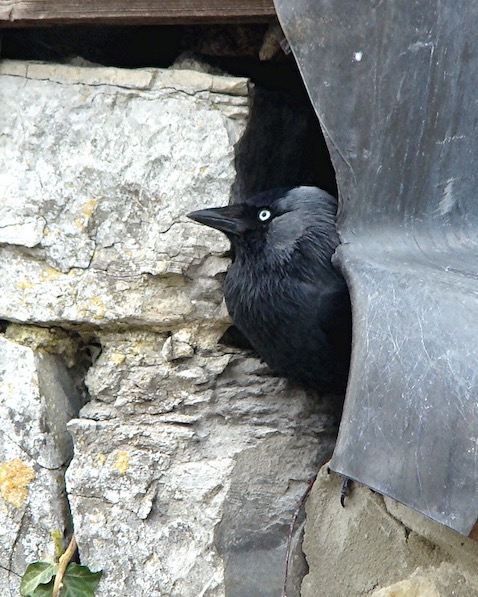 jackdaw